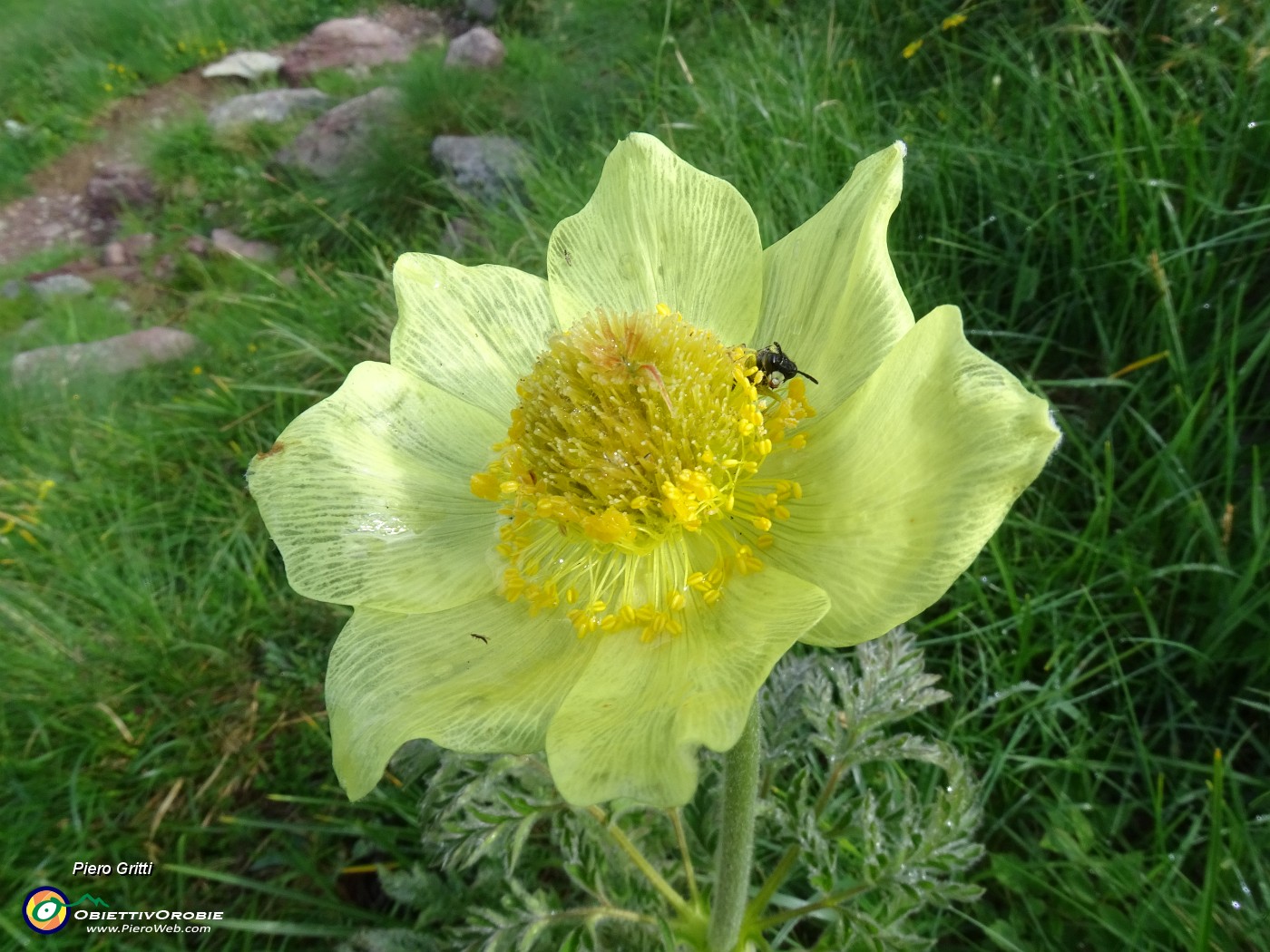 10 Pulsatilla alpina sulphurea (Anemone sulfureo).JPG